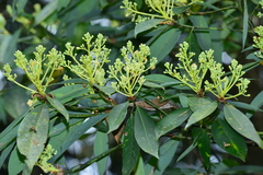 Machilus zuihoensis mushaensis