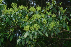 Machilus zuihoensis mushaensis