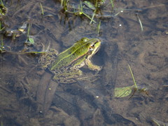 Pelophylax lessonae