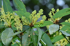 Machilus zuihoensis mushaensis