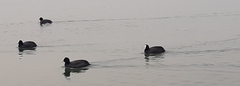 Fulica atra