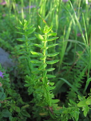Cruciata taurica
