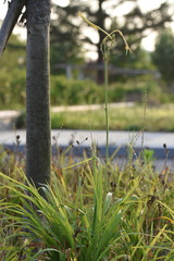 Hemerocallis citrina
