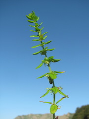 Cruciata taurica