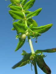 Cruciata taurica