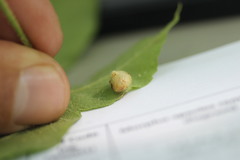 Phylloxera caryaeavellana