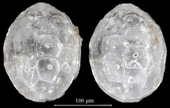 Favulina