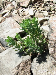 Cruciata pedemontana