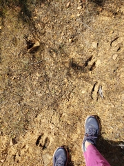 Cervus canadensis nannodes