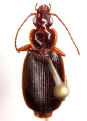 Cymindis platicollis