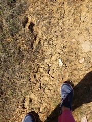 Cervus canadensis nannodes