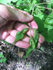 Contarinia negundinis