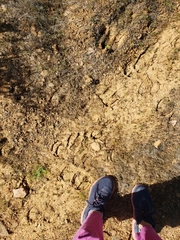 Cervus canadensis nannodes