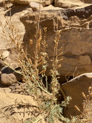 Reseda muricata