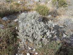 Senecio patagonicus