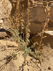 Reseda muricata