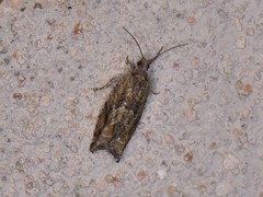 Pseudexentera haracana