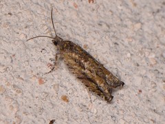 Pseudexentera haracana