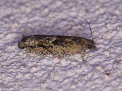 Pseudexentera haracana