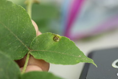 Phylloxera caryaeavellana