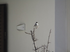 Curruca melanocephala