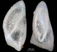 Polymorphininae