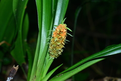 Rohdea fargesii