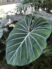 Philodendron gloriosum