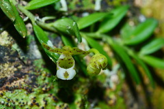 Gastrochilus formosanus