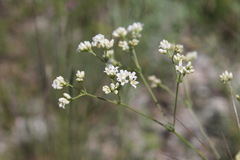 Galium xeroticum
