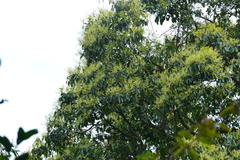 Machilus zuihoensis mushaensis