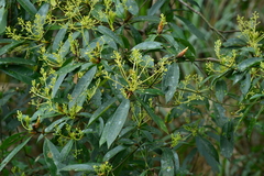 Machilus zuihoensis mushaensis