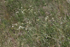 Galium xeroticum