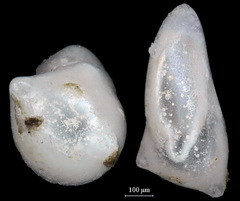 Polymorphininae