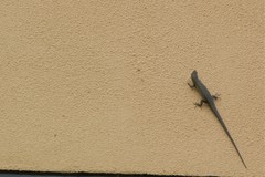 Trachylepis thomensis