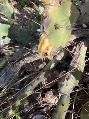 Opuntia ochrocentra