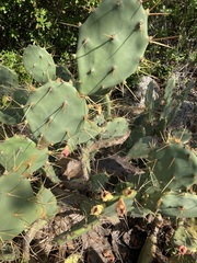 Opuntia ochrocentra