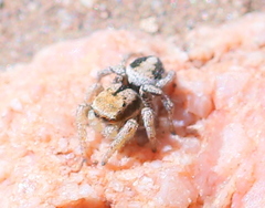 Habronattus arcalorus
