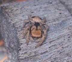 Habronattus arcalorus