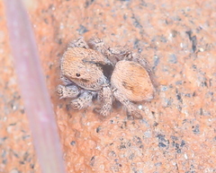 Habronattus arcalorus
