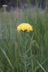 Gnidia chrysantha