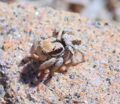 Habronattus arcalorus