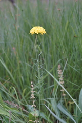 Gnidia chrysantha