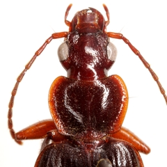Cymindis platicollis