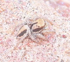 Habronattus arcalorus
