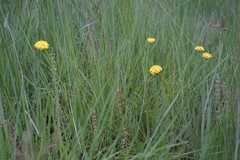 Gnidia chrysantha