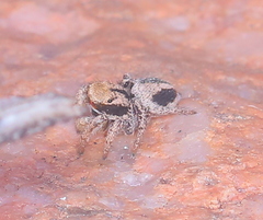 Habronattus arcalorus