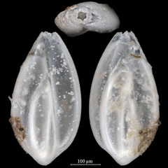 Sigmoidella pacifica
