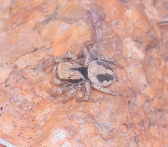 Habronattus arcalorus
