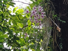 Dendrobium anosmum